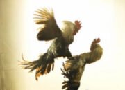 Warga Tuding APH Tutup Mata, Perjudian Sabung Ayam di Pasar Dengkol Kembali Digelar