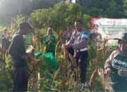 Kapolres Pasuruan Dukung Ketahanan Pangan, Apresiasi Panen Raya Jagung di Winongan