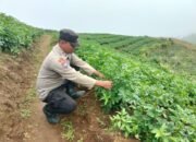 Aipda Eko Nugroho, Anggota Polsek Nongkojajar yang Sukses Bertani dan Mendukung Program Ketahanan Pangan