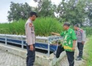 Polsek Wonorejo Genjot Ketahanan Pangan dengan Konsep Hidroponik dan Lele