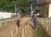 Gelorakan Swasembada Pangan Polisi Tanam Cabe di Lahan Polsek Tamankrocok Bondowoso