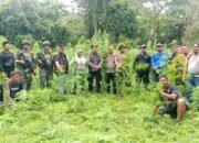 Kapolres Aceh Besar Pimpin Langsung Pemusnahan Ladang Ganja Di Pegunungan Lamteuba Seulimeum