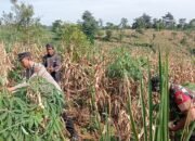 Panen Raya Jagung di Lahan Perhutani, Bhabinkamtibmas Jadi Motor Ketahanan Pangan di Banjarimbo